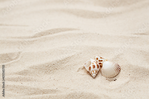 seashells on the sand in summer