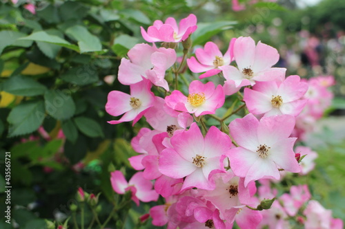 rose in the garden