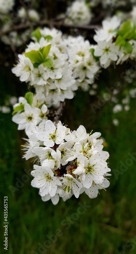 white cherry blossom © Ольга Земцова
