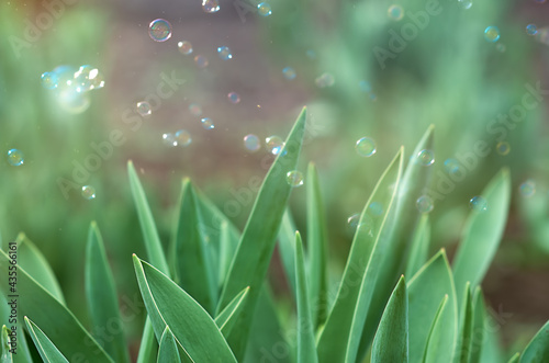 green leaves and blurry soap bubbles