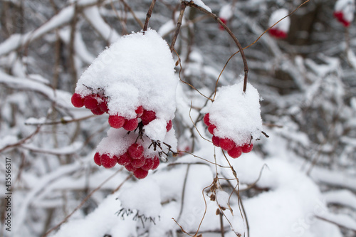 branch berries winter red white cold frost
