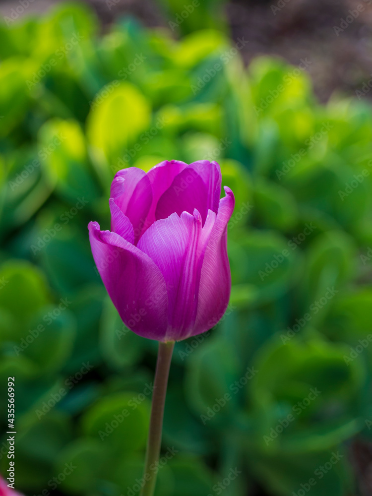 Purple tulip on a blurry green background in the rays of the spring sun