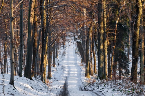 Ścieżka w lesie przysypana białym śniegiem