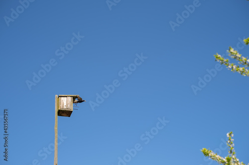 A starling flies out of a birdhouse against a clear blue sky, surrounded by flowering plum branches.