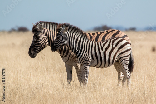 zebra family close up in savannah