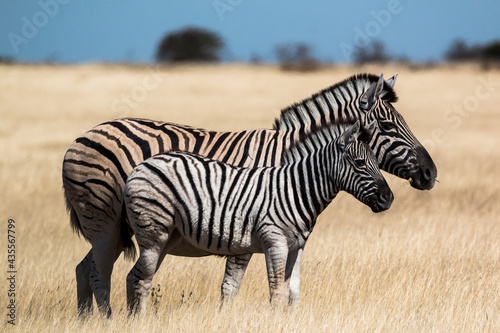 zebra baby with mother standing in savannah behind oneanother 