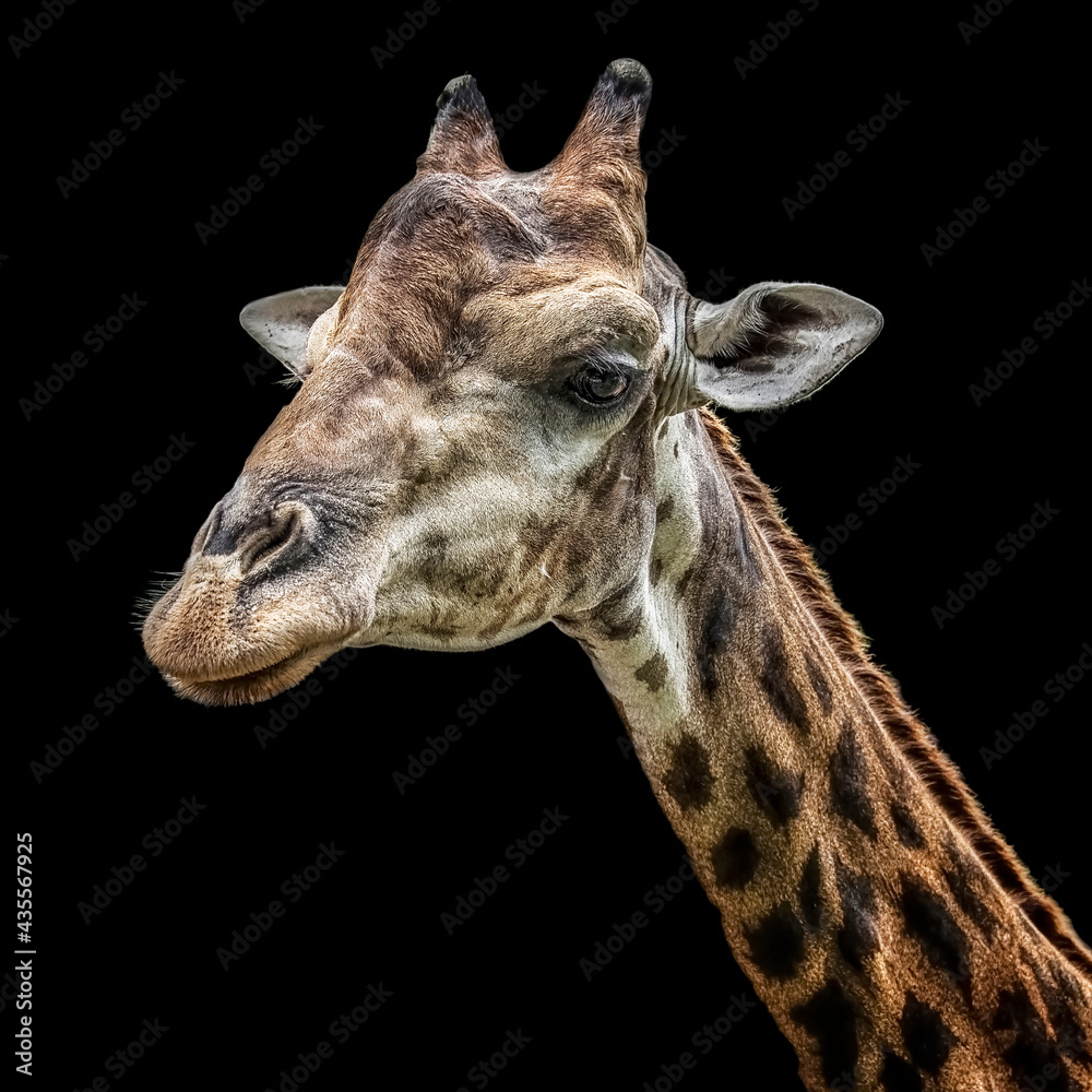 Obraz premium Giraffe head isolated in Black