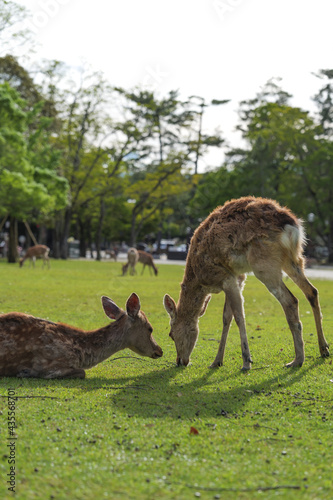 A family of deer getting along in Nara Park at dusk.