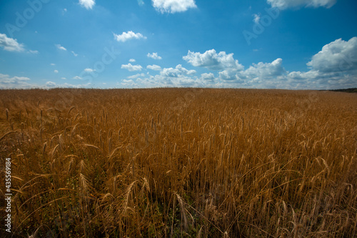 Wheat field against a beautiful blue sky