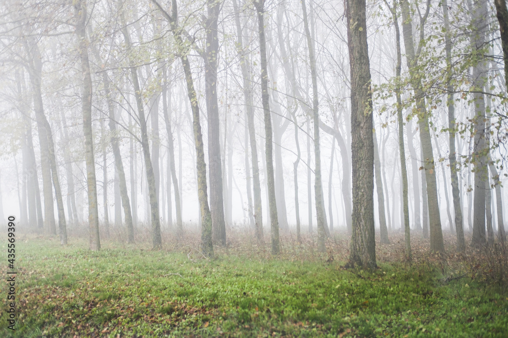 morning in the forest