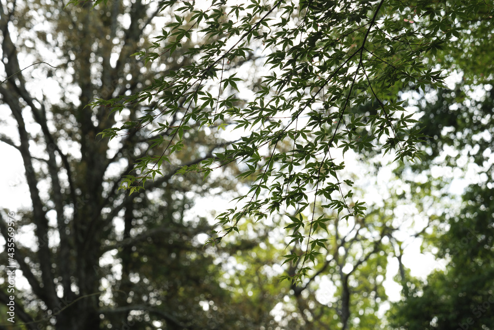 Green leaves shining in the sunshine.