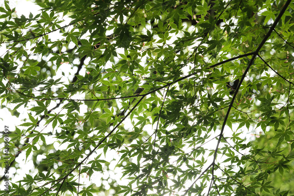 Green leaves shining in the sunshine. Green leaves shining in the sunshine.