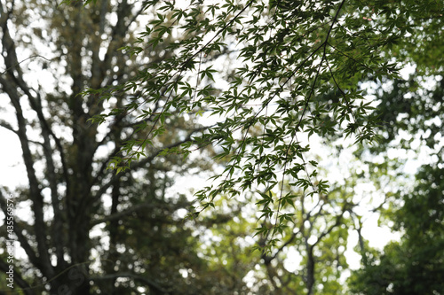 Green leaves shining in the sunshine.