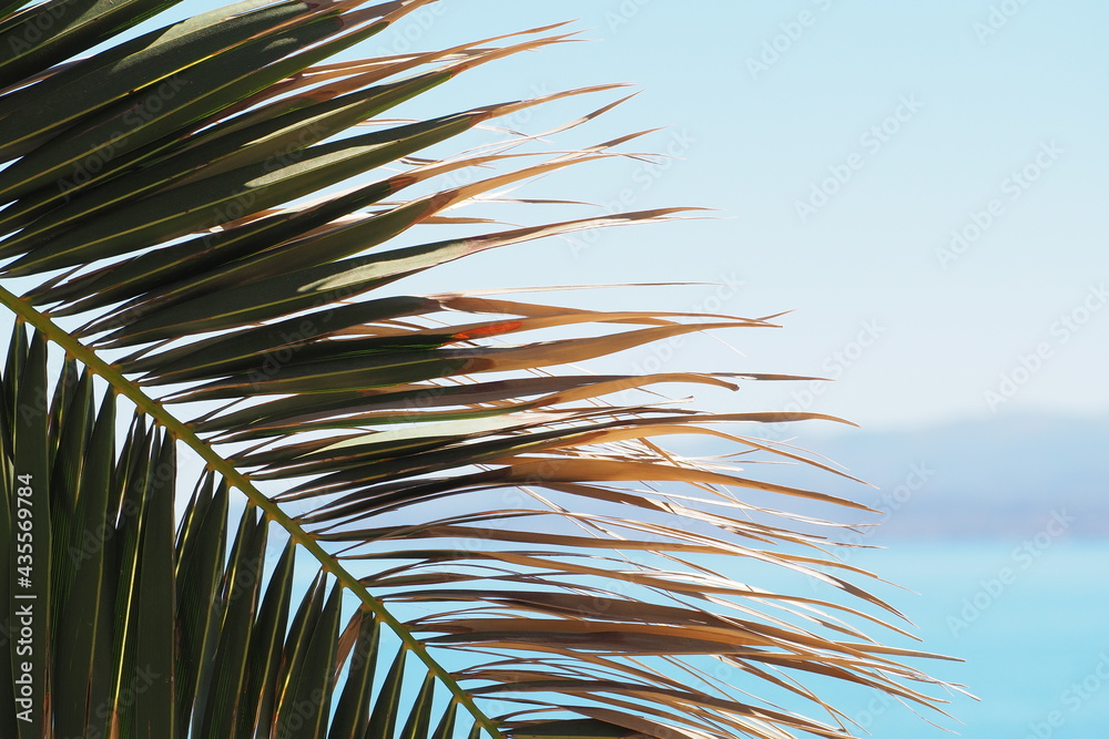 Gałąź od palmy z cienkimi liśćmi na tle niebieskiego nieba  - obrazy, fototapety, plakaty 