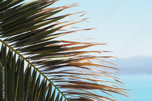 Gałąź od palmy z cienkimi liśćmi na tle niebieskiego nieba 