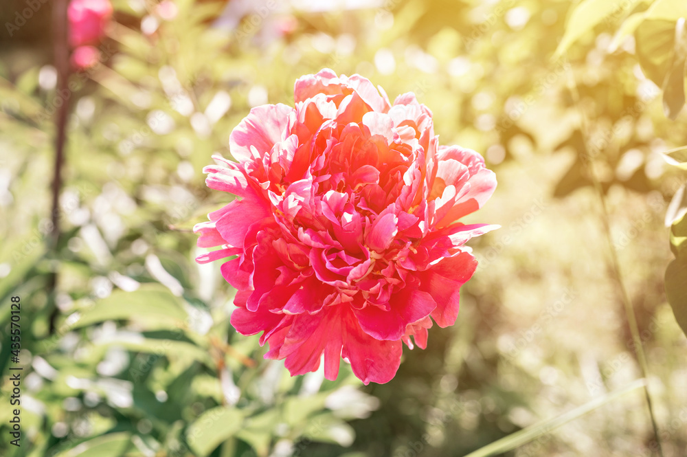pink peony flower head in full bloom on a background of blurred green leaves and grass in the floral garden on a sunny summer day. flare pink peony flower head in full bloom on a background of blurred green leaves and grass in the floral garden on a sunny summer day. flare