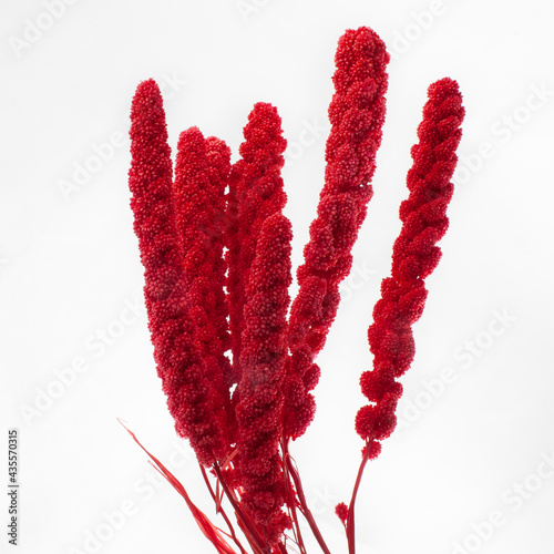 Dried red Setaria bush isolated on white background photo