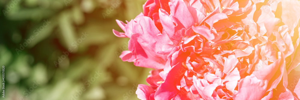 pink peony flower head in full bloom on a background of blurred green leaves and grass in the floral garden on a sunny summer day. banner. flare