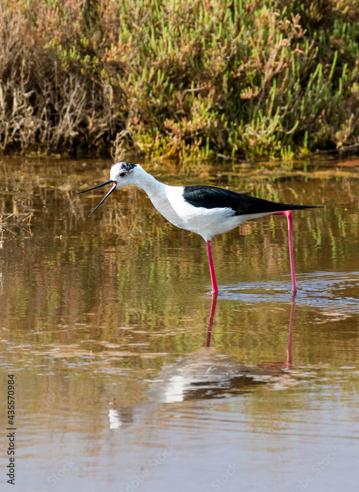 Fototapeta premium Echasse blanche - Himantopus himantopus à La Conque au bord de l'étang de Thau à Mèze en Occitanie - Hérault 