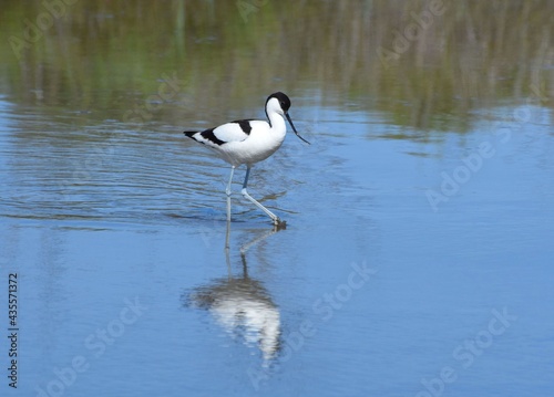 Elegant avocet, Avocette élégante (recurvirostra avosetta)