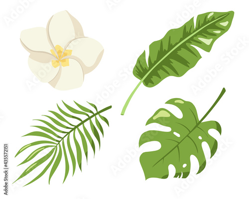 Monstera, palm and banana jungle leaves, plumeria blossom, green exotic foliage, nature botanical decorative set. Botanical elements for logo, cosmetics, spa, beauty care products
