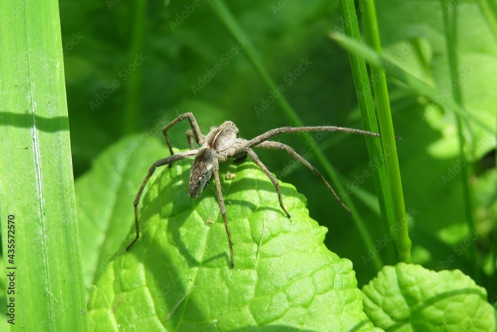 Nursery spider on green leaves background, closeup Nursery spider on green leaves background, closeup