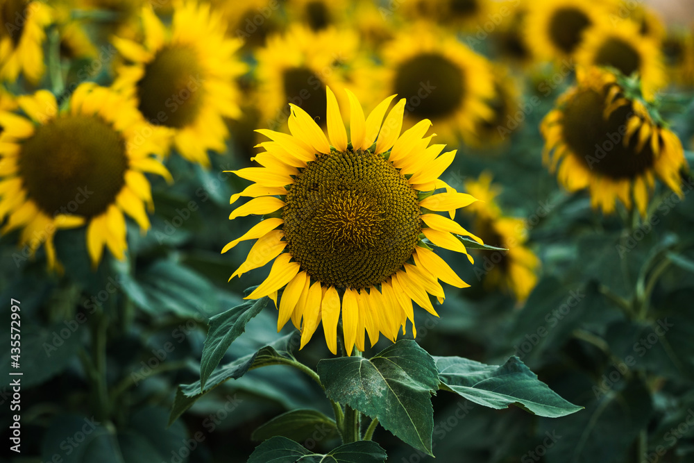 field of sunflowers