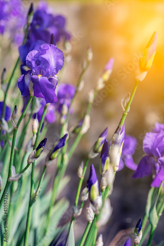Fototapeta Naklejka Na Ścianę i Meble -  A bush of purple irises flowers in the rays of the spring sun (focus on a blossoming bud) Vertical photo