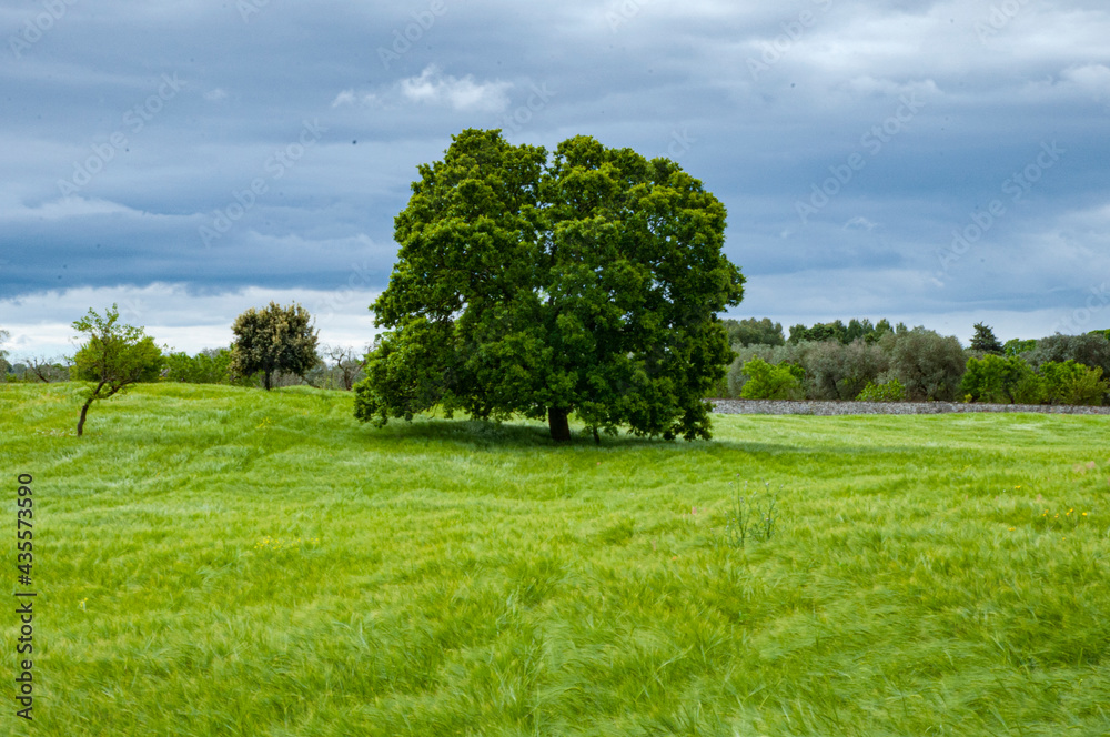 Scenic landscape of Italy. Beautiful green spring scenery. The wind is blowing across the field with trees. Wind is whispering through the trees. Scenic landscape of Italy. Beautiful green spring scenery. The wind is blowing across the field with trees. Wind is whispering through the trees.