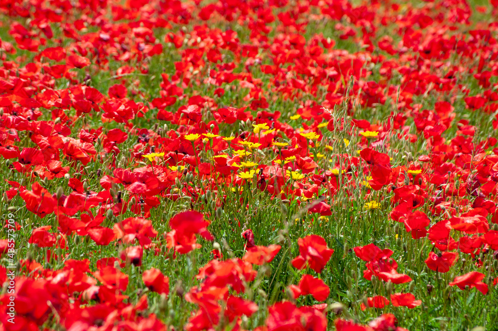 Beautiful poppy flowers field. Idyllic red flowers background. 