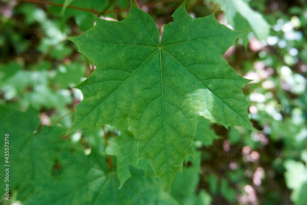 close up of green maple leaves close up of green maple leaves