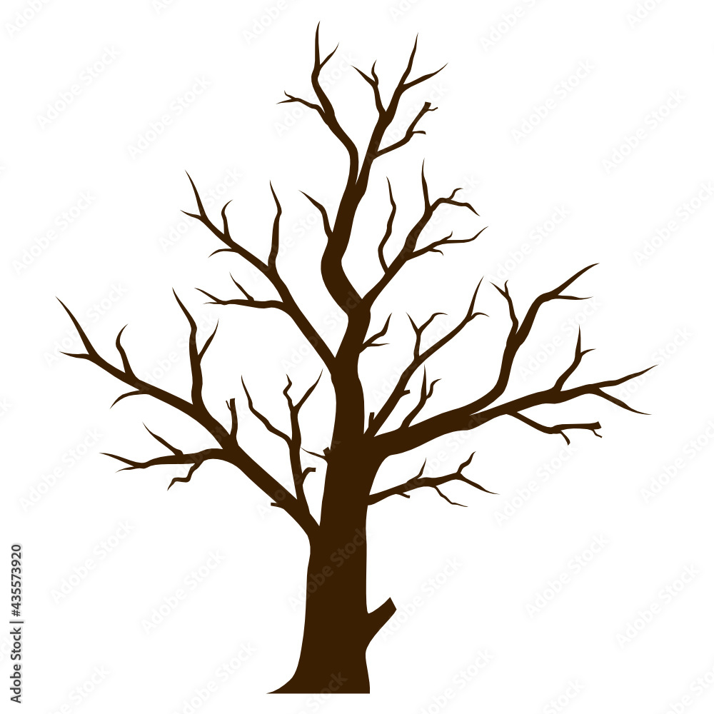 isolated tree without leaves on white background