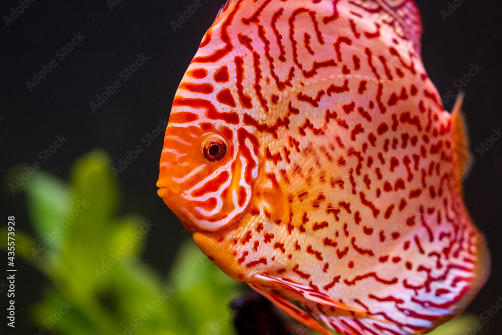 Colorful fish from the spieces Symphysodon discus in aquarium. Closeup, selective focus. Colorful fish from the spieces Symphysodon discus in aquarium. Closeup, selective focus.