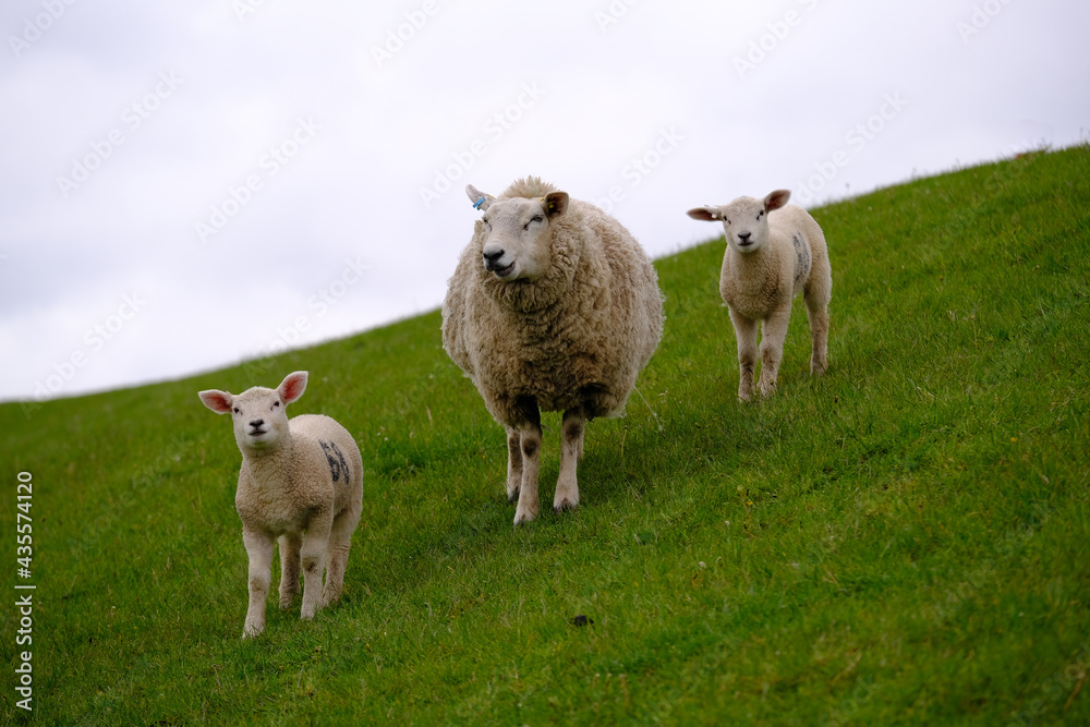 Mutterschaf mit Lämmer stehen am Deich Mutterschaf mit Lämmer stehen am Deich