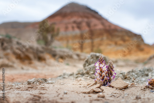In the clay, desert steppe fields with shrubs, a flower rises. Clay, erosion, desert vegetation. Hills and colorful mountains in the Altyn-Emel park in Kazakhstan. In bokeh.