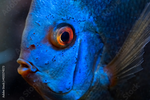 Colorful fish from the spieces Symphysodon discus in aquarium. Closeup, selective focus.