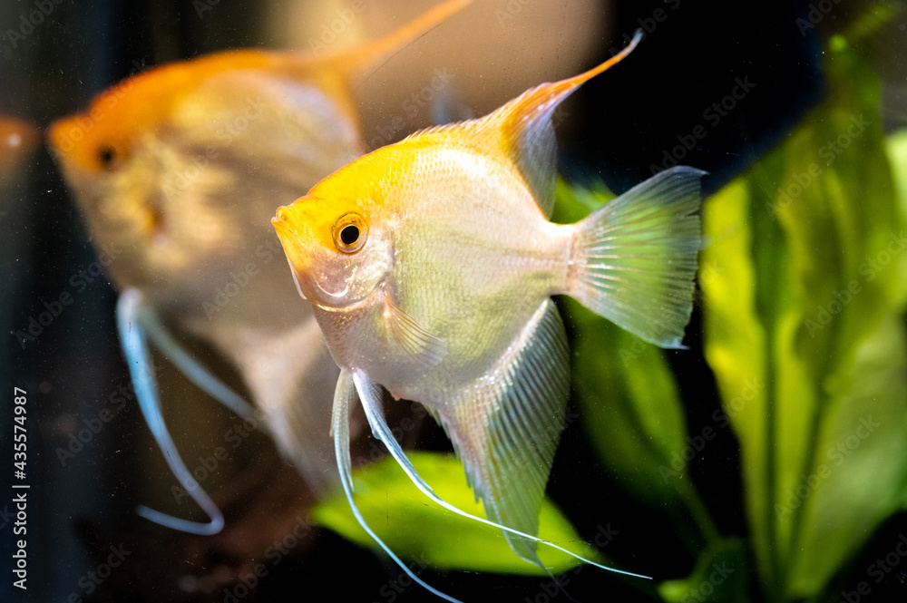 Gold Pterophyllum Scalare in aqarium water, yellow angelfish. detailed ...