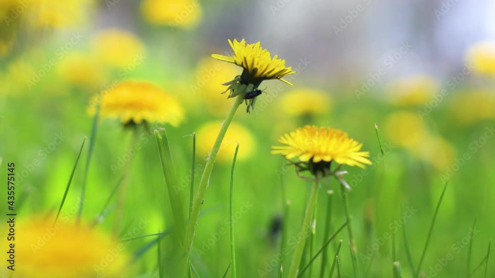 Spring green field with yellow dandelions on a sunny day. Romantic landscape panorama, copy space. 4k