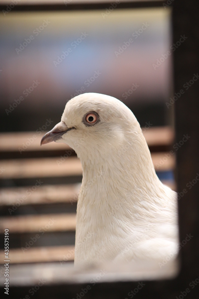 close up of a pigeon