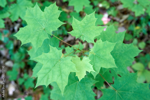 close up of green maple leaves