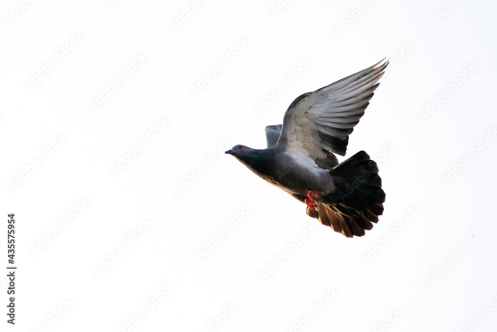 Fototapeta premium Action Scene of Rock Pigeon Flying in The Air Isolated on Clear Sky