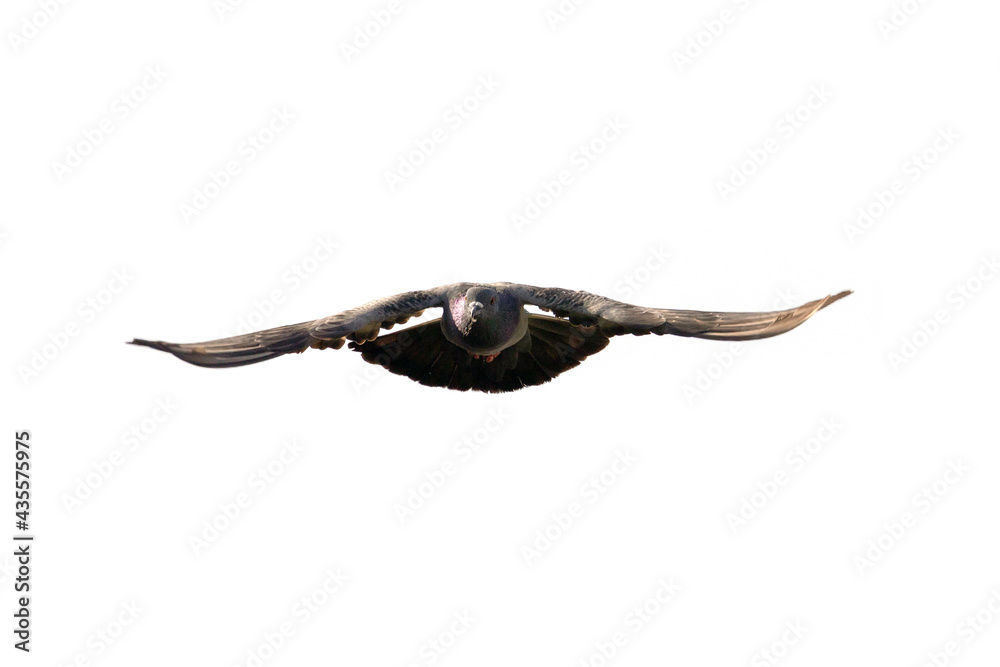 Fototapeta premium Action Scene of Rock Pigeon Flying in The Air Isolated on Clear Sky