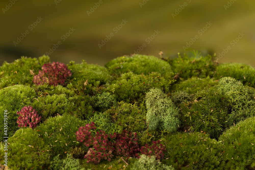 Colorful moss background