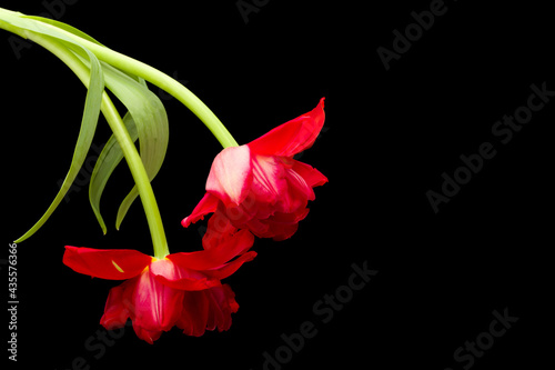 Fototapeta Naklejka Na Ścianę i Meble -  Two open red tulips