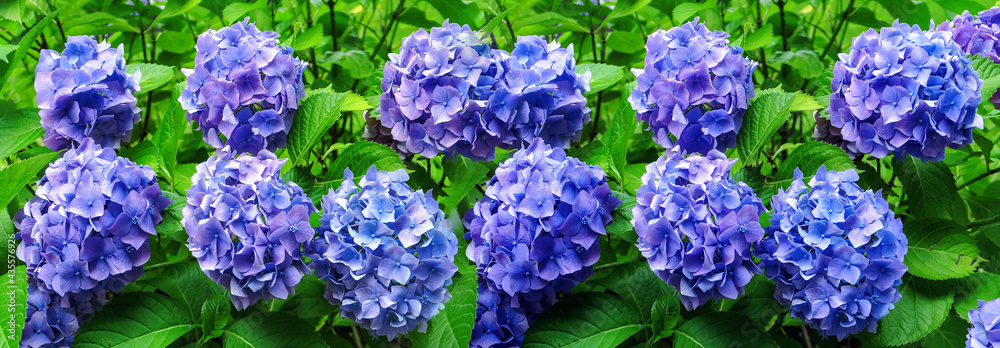 Blue flowers with green leaves in summer garden Blue flowers with green leaves in summer garden