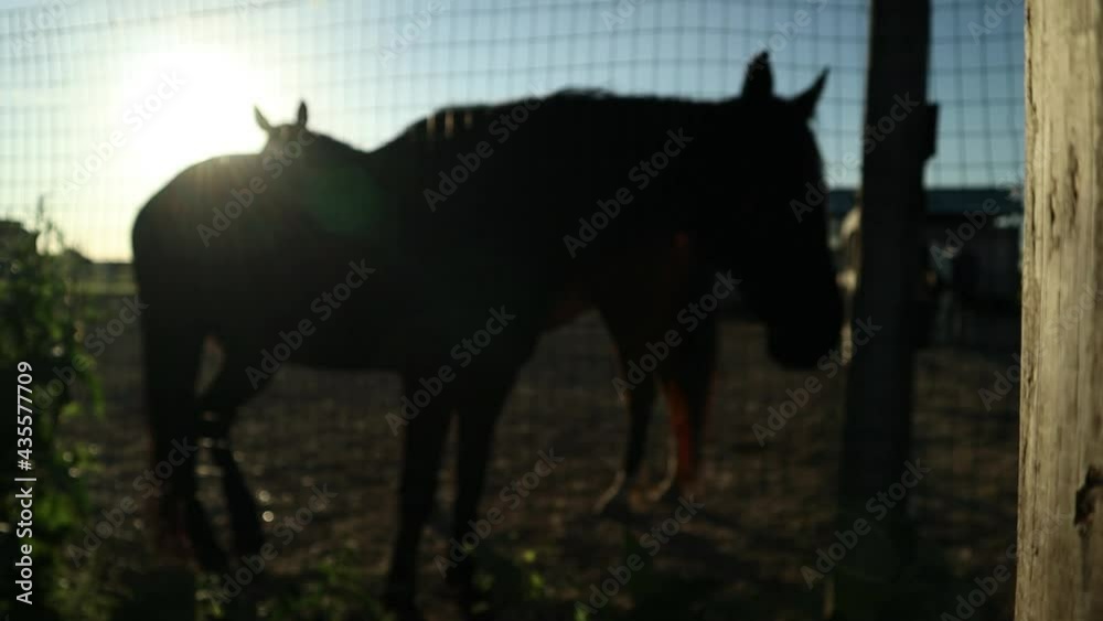 Silhouette of two horses 60fps