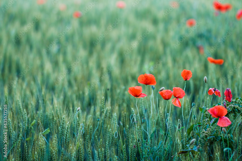 Obraz premium field of poppies