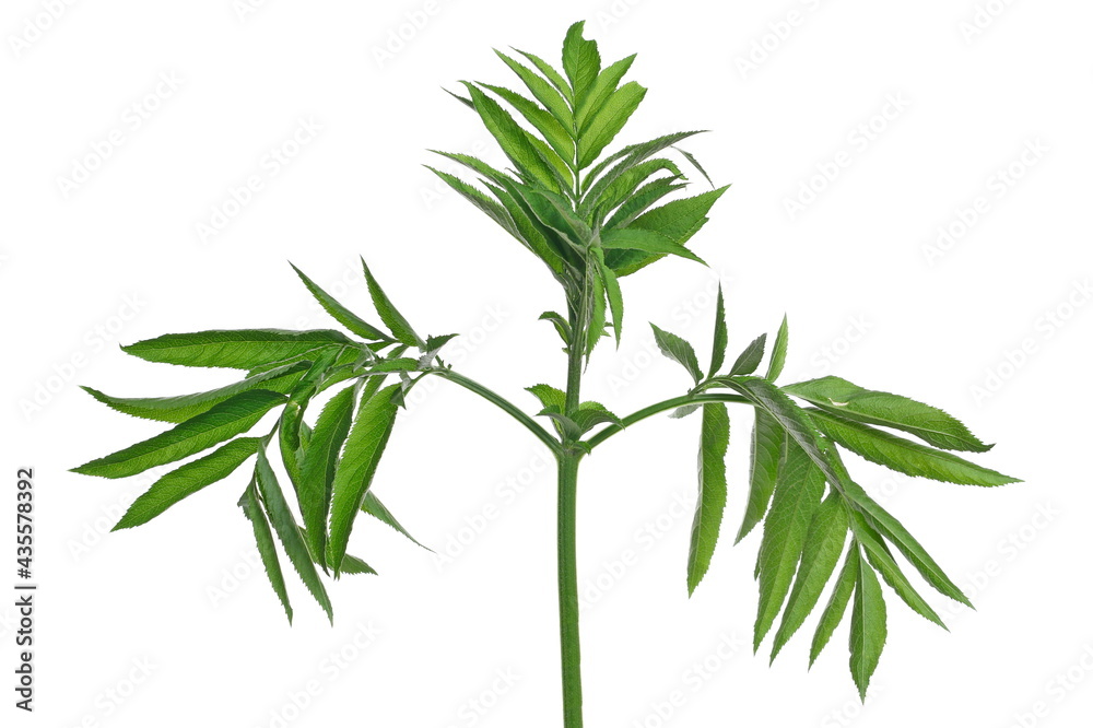 Fototapeta premium Danewort, dwarf elder leaves isolated on white background with clipping path