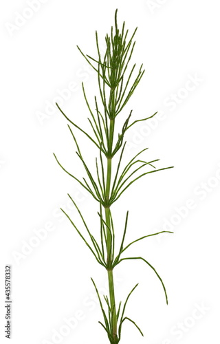 Fern horsetail  Equisetum arvense  isolated on white background