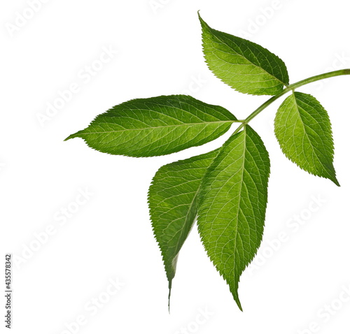 Green walnut tree leaves isolated on white background, clipping path